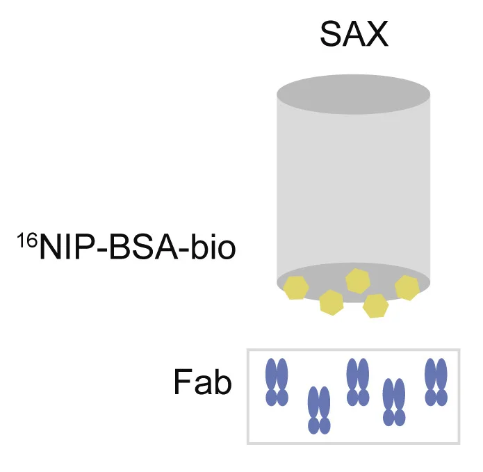 Plot showing: Illustration, Workflow, Bio-Layer Interferometry, BLI, Monovalent