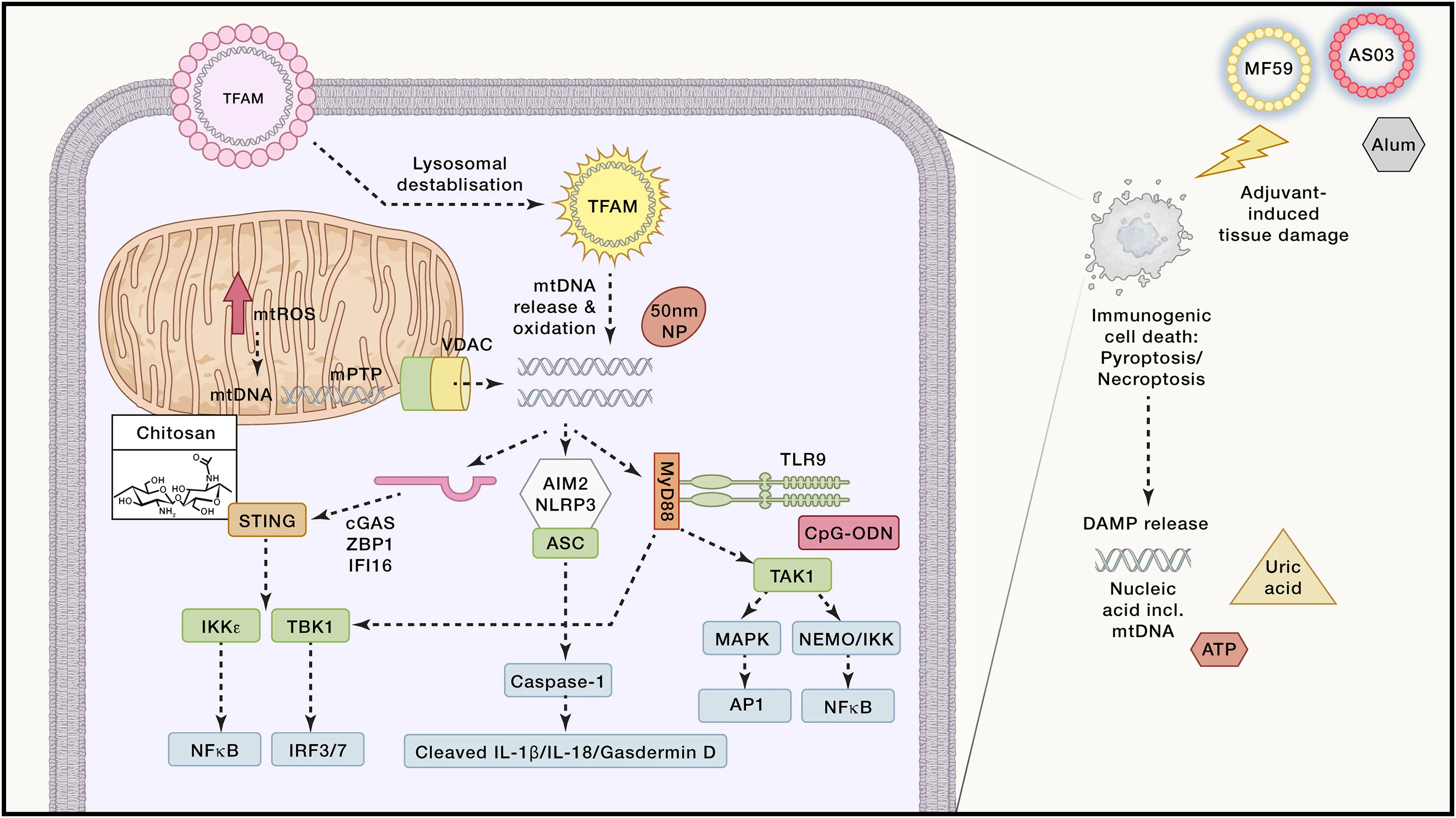 Plot showing: Workflow, Pathway, Adjuvants, DAMPs, Alum