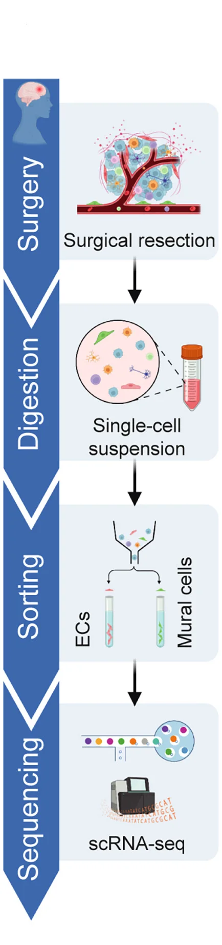 Plot showing: Workflow, Flowchart, Illustration, Experimental Design, Clinical Sample