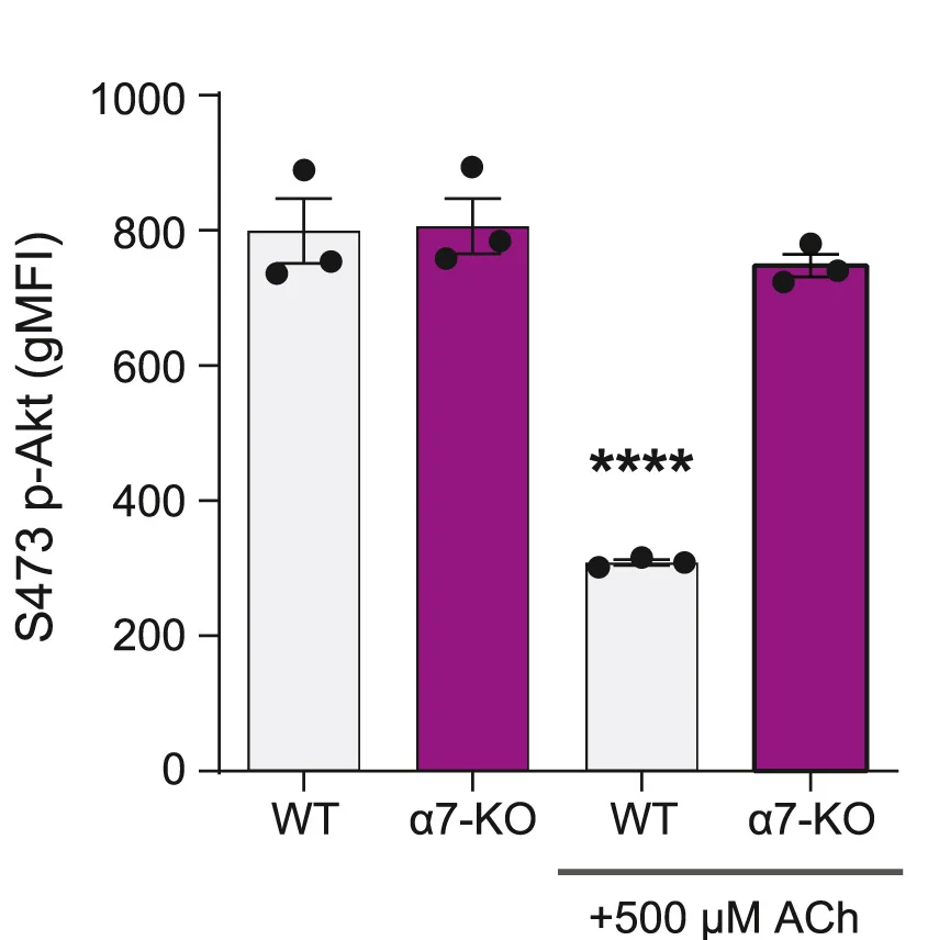 Plot showing: Bar Plot, Error Bars, Flow Cytometry, p-AKT (S473), Hepatic CD8+ T Cells