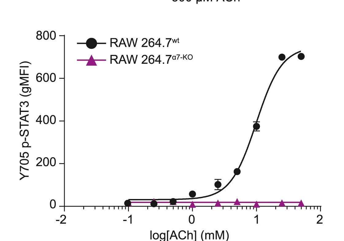 Plot showing: Line Plot, Error Bars, Flow Cytometry, STAT3 Phosphorylation, RAW 264.7 WT Macrophages