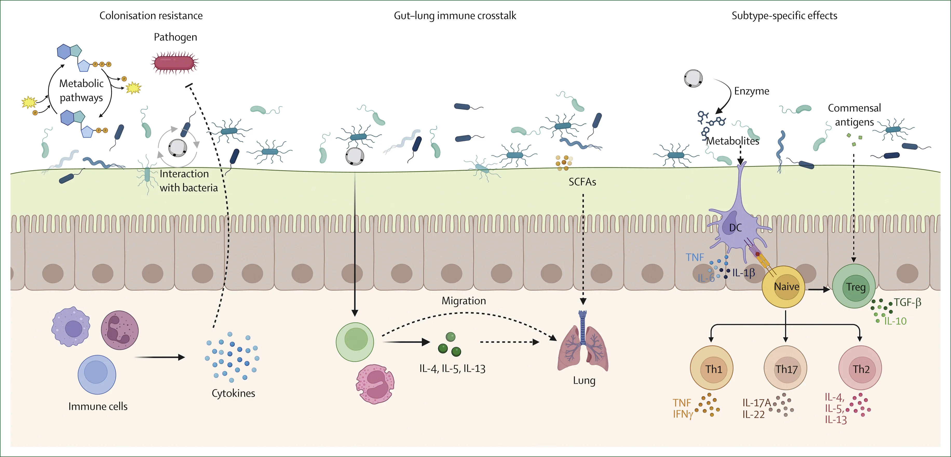 Plot showing: Workflow, Illustration, Blastocystis, Colonisation Resistance, Gut Microbial Ecology