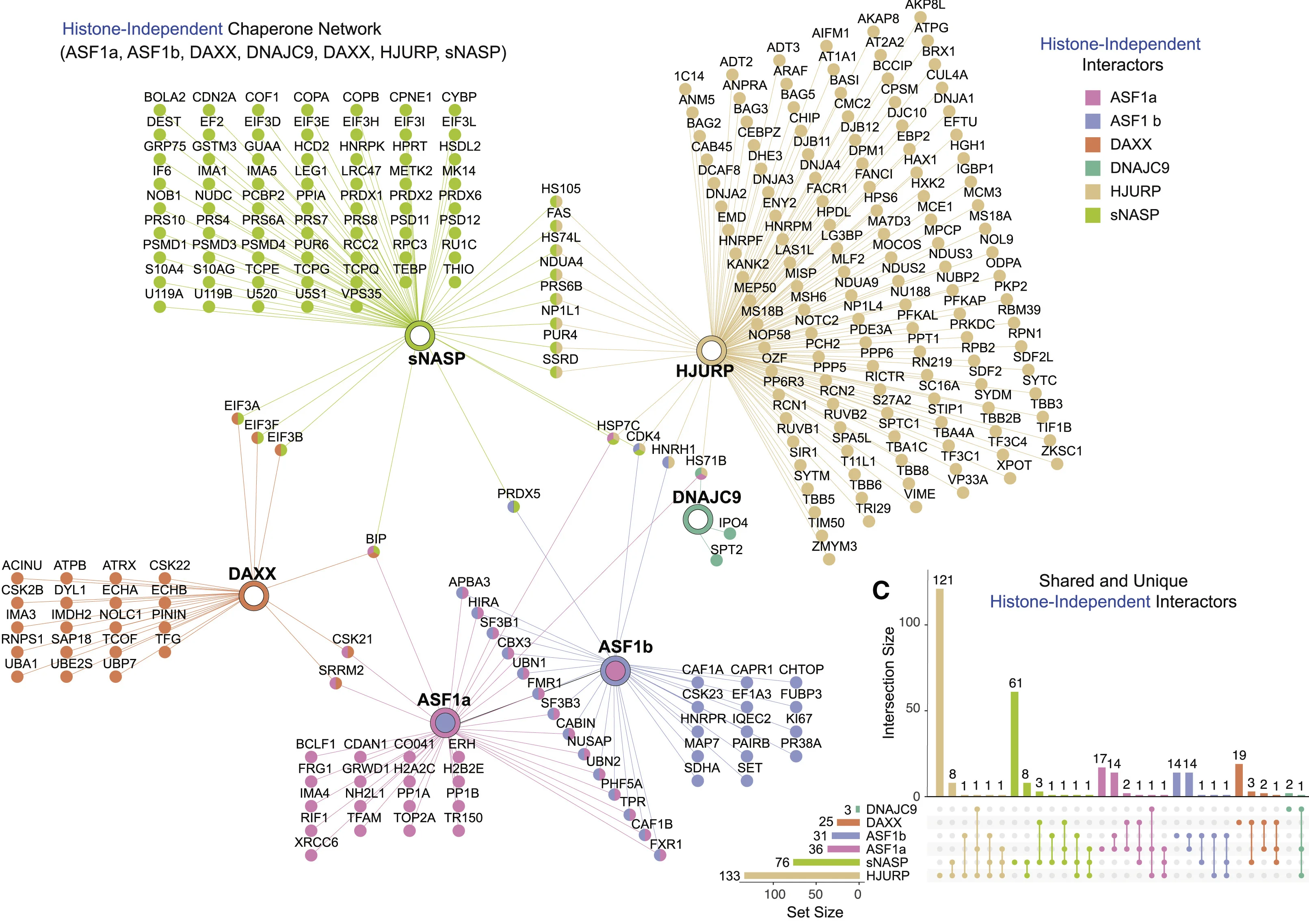 Plot showing: Network, Bar Plot, UpSet, Network Analysis, Histone-Independent Interactors