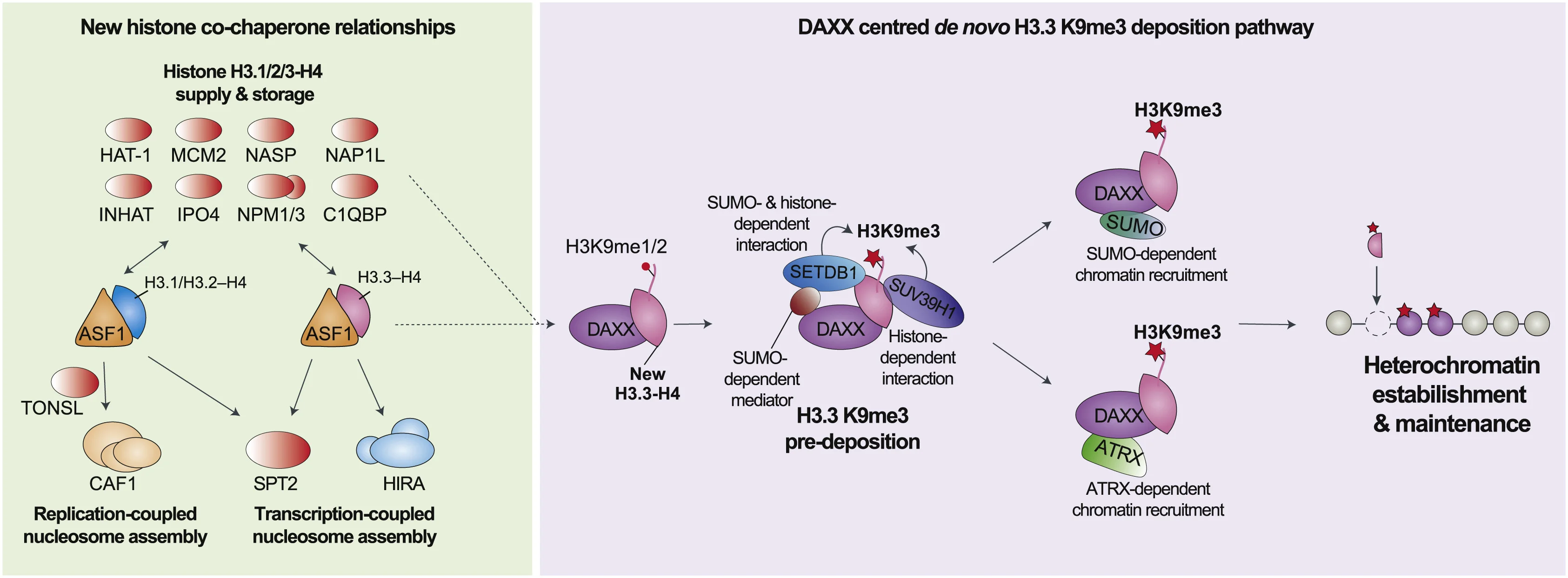 Plot showing: Workflow, Flowchart, Illustration, Histone Supply, ASF1