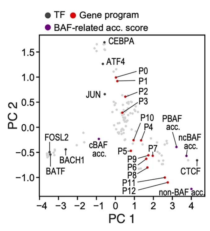 Plot showing: Scatter Plot, PCA, Principal components analysis, Chromatin feature accessibility, Gene program score