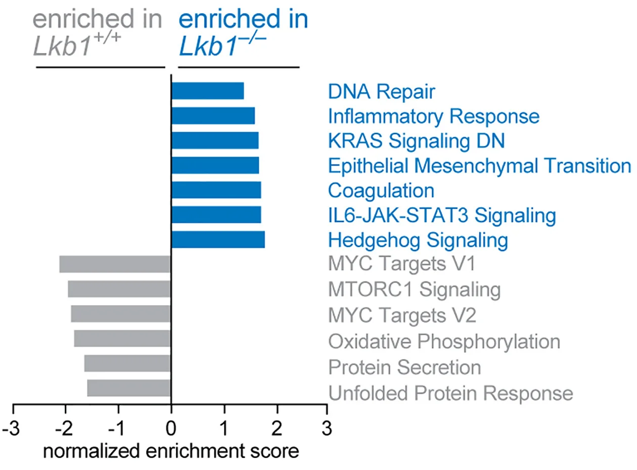 Plot showing: Bar Plot, Normalized Enrichment Score, Hallmark Pathways, Wild-type MEFs, Lkb1-/- MEFs