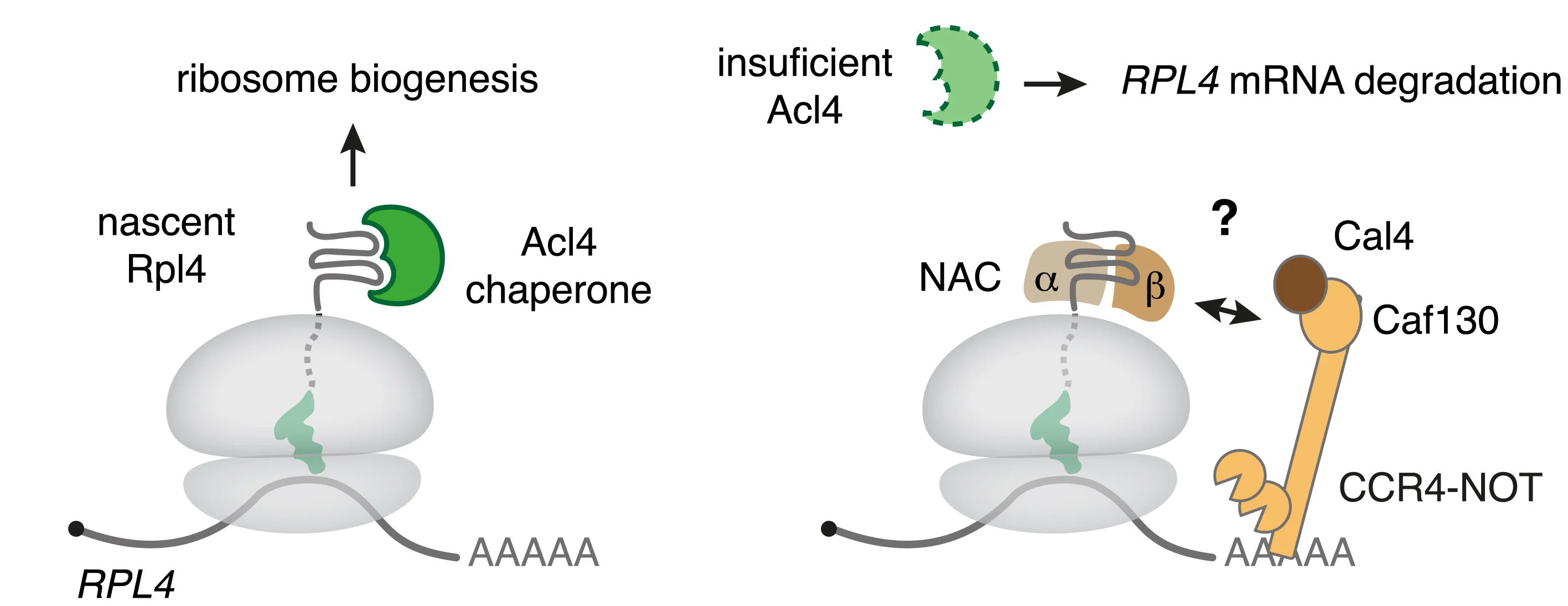 Plot showing: Workflow, Illustration, Saccharomyces cerevisiae, Autoregulation pathway, RPL4 mRNA