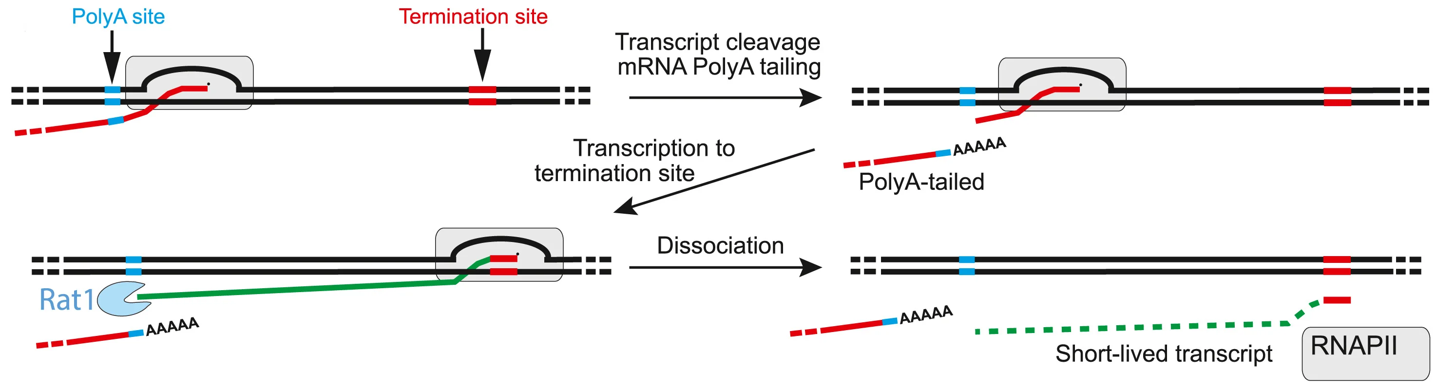 Plot showing: Workflow, Flowchart, Illustration, RNAPII, Termination