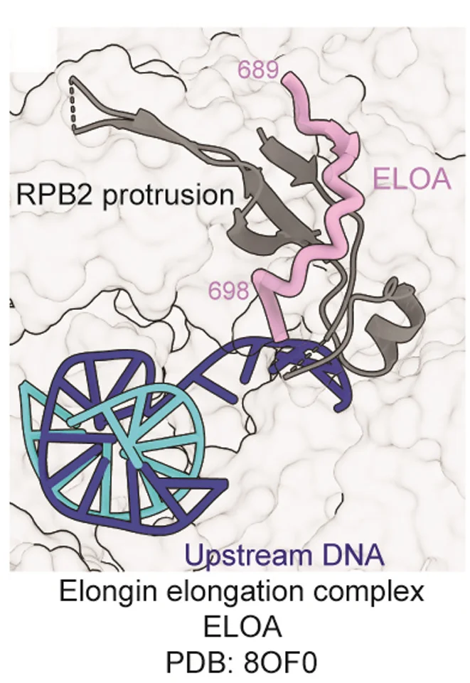 Plot showing: Protein Structure, Chemical Structure, Elongin Elongation Complex, RPB2 Protrusion, Polymerase II