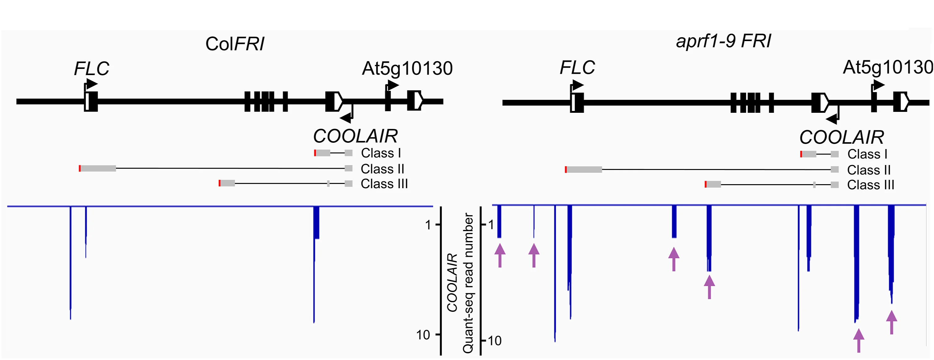 Plot showing: Line Plot, COOLAIR, Quant-seq, ColFRI, aprf1-9 FRI