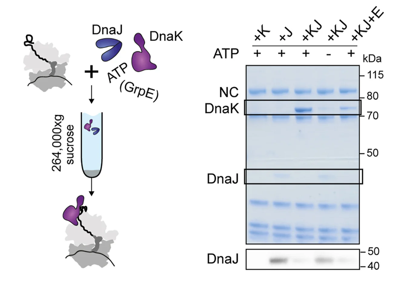Plot showing: Workflow, Gel, Illustration, DnaJ, DnaK