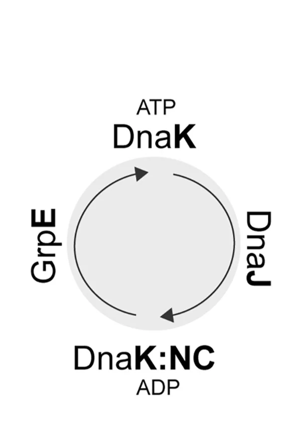 Plot showing: Workflow, Flowchart, Illustration, Hsp70 System, DnaJ
