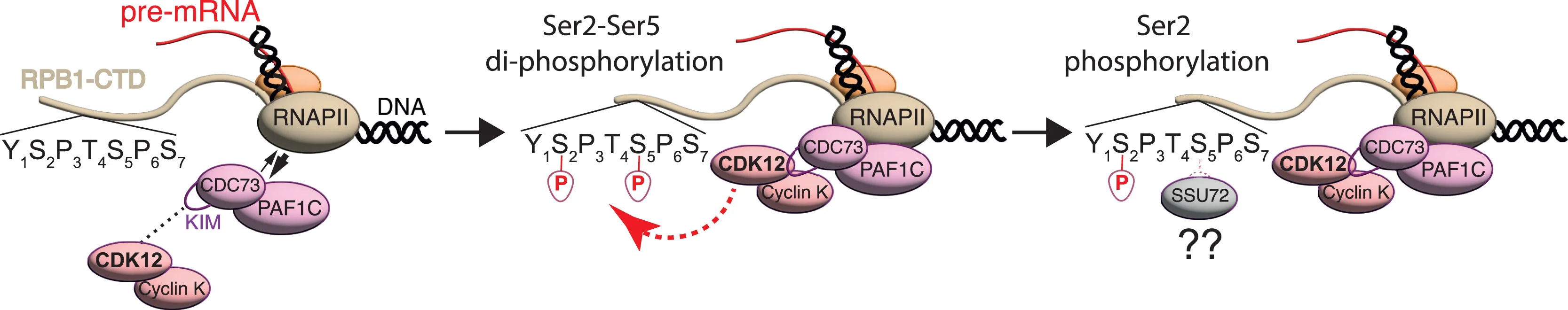 Plot showing: Workflow, Flowchart, Illustration, RNAPII, PAF1C