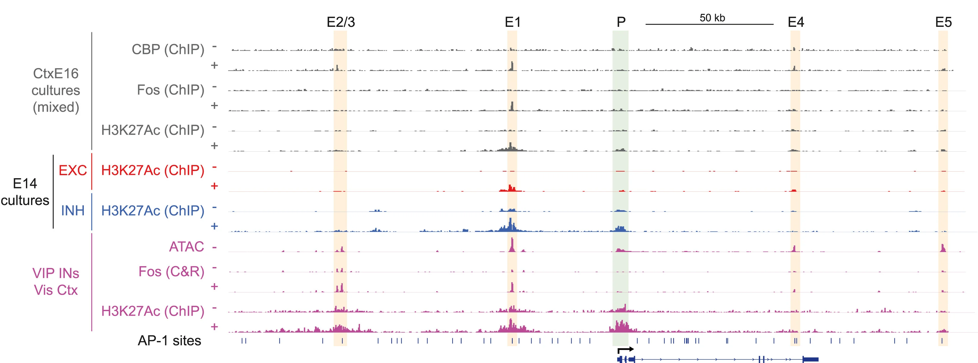 Plot showing: Line Plot, Bar Plot, Genome Browser Tracks, Igf1 Locus, Cortical Cultures