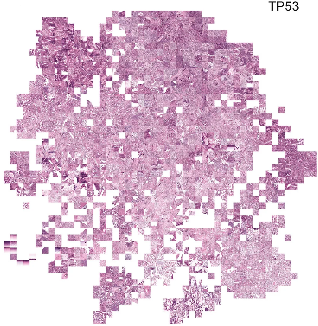 Plot showing: Microscopy, Feature Extraction, Visualization, Pan-Cancer TP53 Mutation Model, tSNE