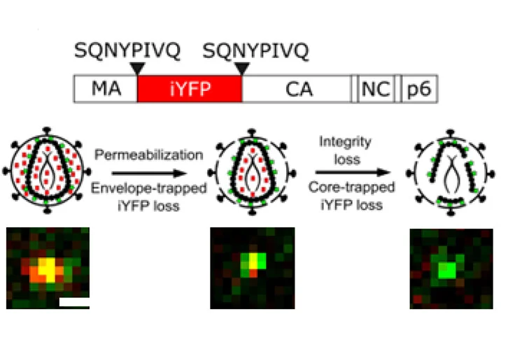 Plot showing: Workflow, Microscopy, CA*:Gag-iYFP Pseudovirus, iYFP, Capsid