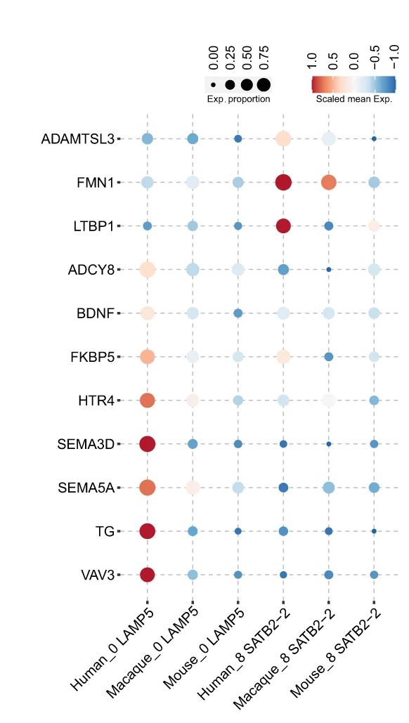Plot showing: Bubble Plot, Psychiatric Disorders, Genes, Human-Dominant Cell Types, LAMP5