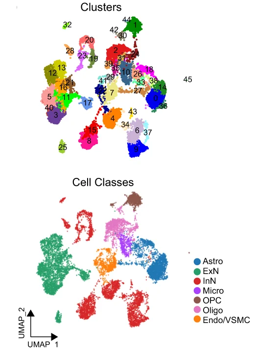Plot showing: UMAP, Scatter Plot, UMAP Embedding, Chicken Datasets, Nuclei