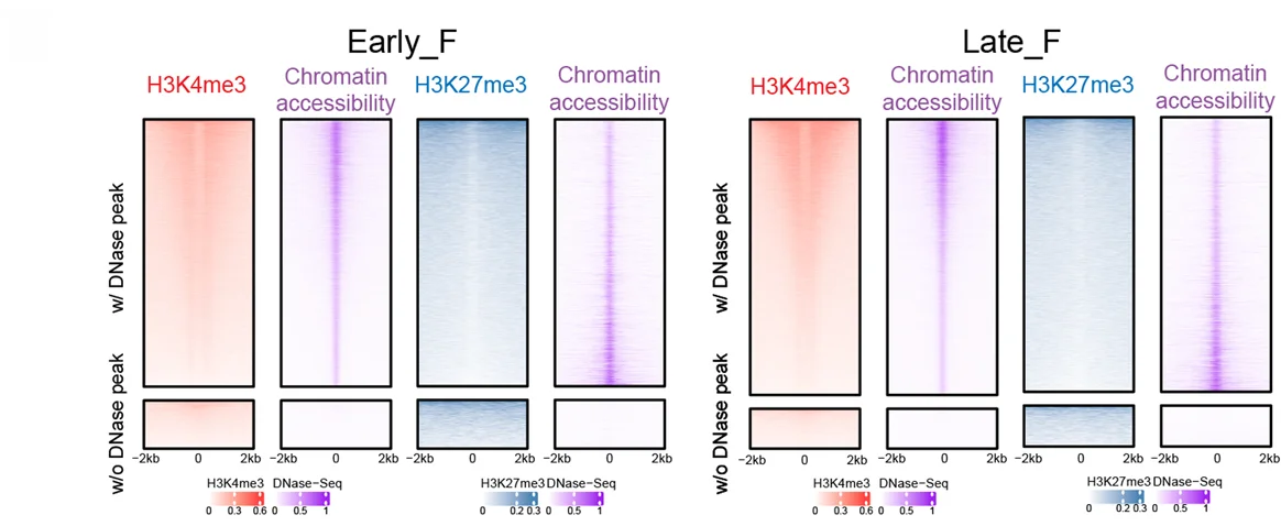Plot showing: Heatmap, Heatmaps, Histone Modification, H3K4me3, H3K27me3