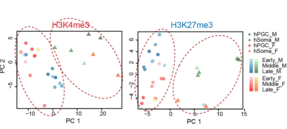 Plot showing: Scatter Plot, PCA, ChIP-seq, Human Genome, hPGCs