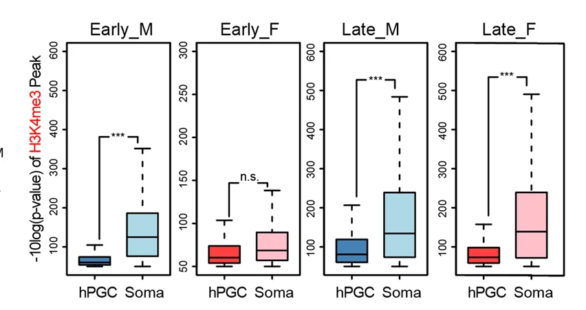 Plot showing: Box Plot, Boxplots, H3K4me3, hPGCs, Somatic Cells