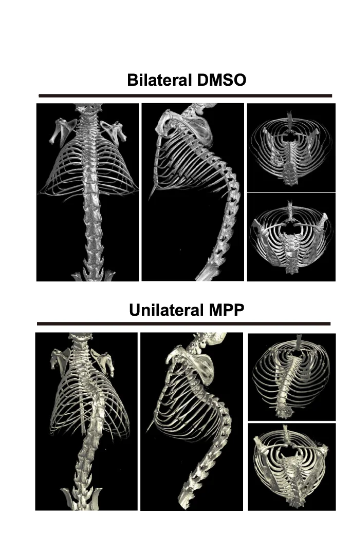 Plot showing: 3D Plot, Micro-CT, Spinal Alignment, Thoracic Cage, DMSO