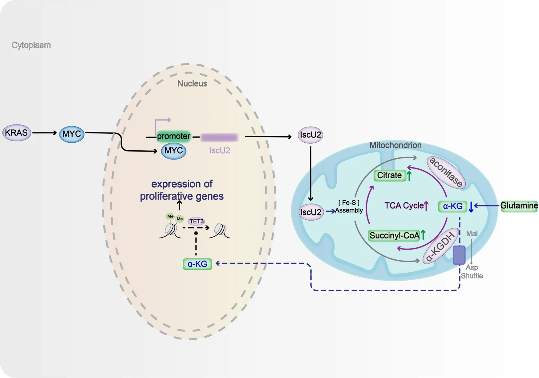Plot showing: Workflow, Pathway, KRAS, c-Myc, IscU2
