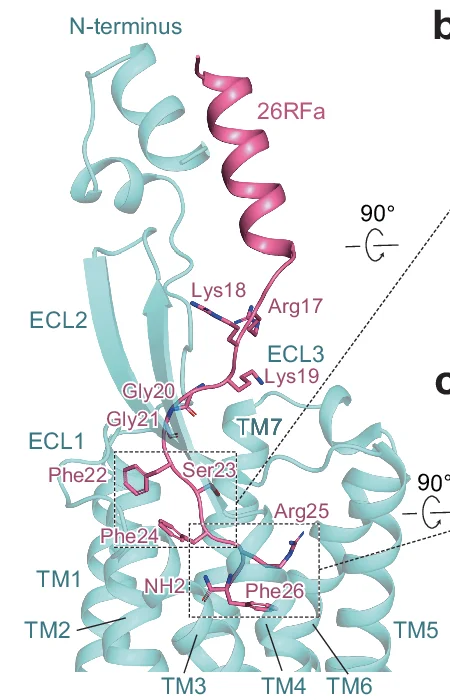 Plot showing: Protein Structure, 26RFa, QRFPR, Transmembrane Binding Pocket, Heptapeptide