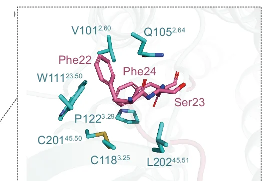 Plot showing: Protein Structure, Chemical Structure, Phe22, Ser23, Phe24