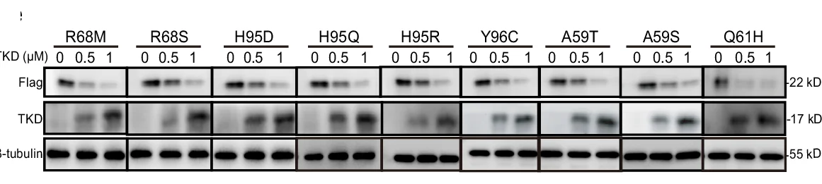 Plot showing: Gel, HT29 Cells, KRAS G12C, Secondary Mutations, TKD