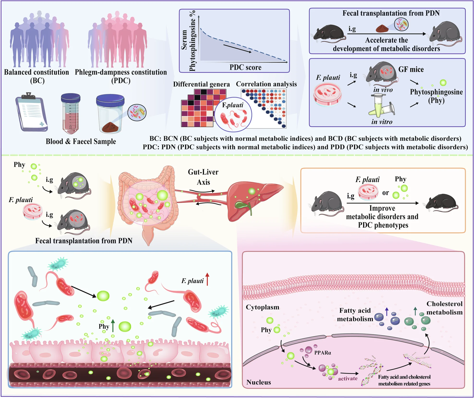 Plot showing: Workflow, Illustration, Gut Microbiota, Serum Metabolite, F. Plautii