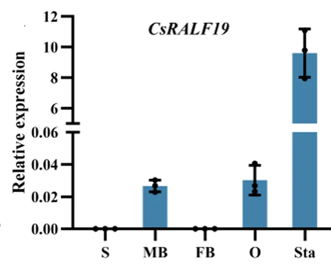 Plot showing: Bar Plot, Error Bars, CsRALF19, Cucumber Organs, Stems