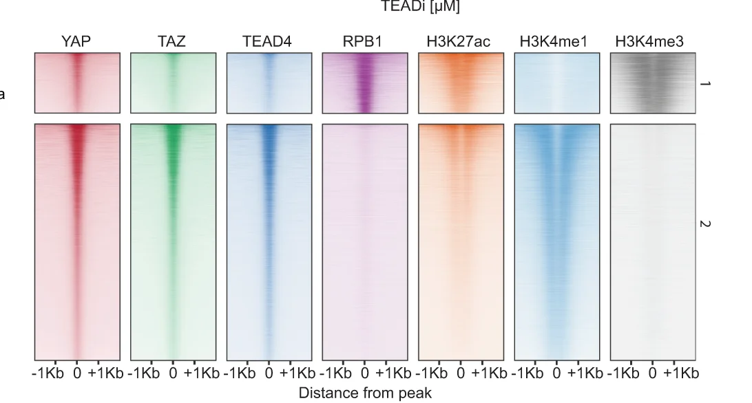 Plot showing: Heatmap, Heatmaps, ChIP-Seq signal, YAP1, TAZ