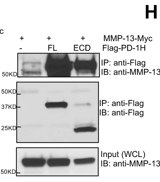 Plot showing: Gel, HEK293 Cells, MMP-13, Flag-PD-1H, Extracellular Domain