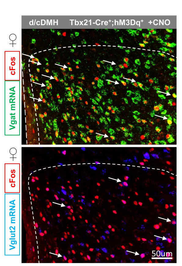 Plot showing: Microscopy, Immunohistochemical staining, In situ hybridization, dDMH, Vgat