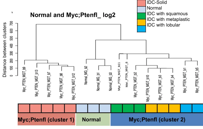 Plot showing: Heatmap, Clustered, RNA expression, Mammary Gland Tumors, Normal Mammary Glands