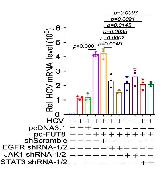 Plot showing: Bar Plot, Error Bars, Immunoblot Analysis, FUT8, RIG-I