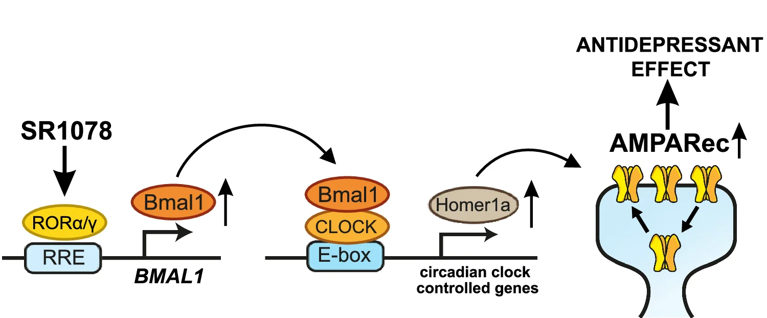 Plot showing: Workflow, Illustration, RORα/γ, BMAL1, Homer1a