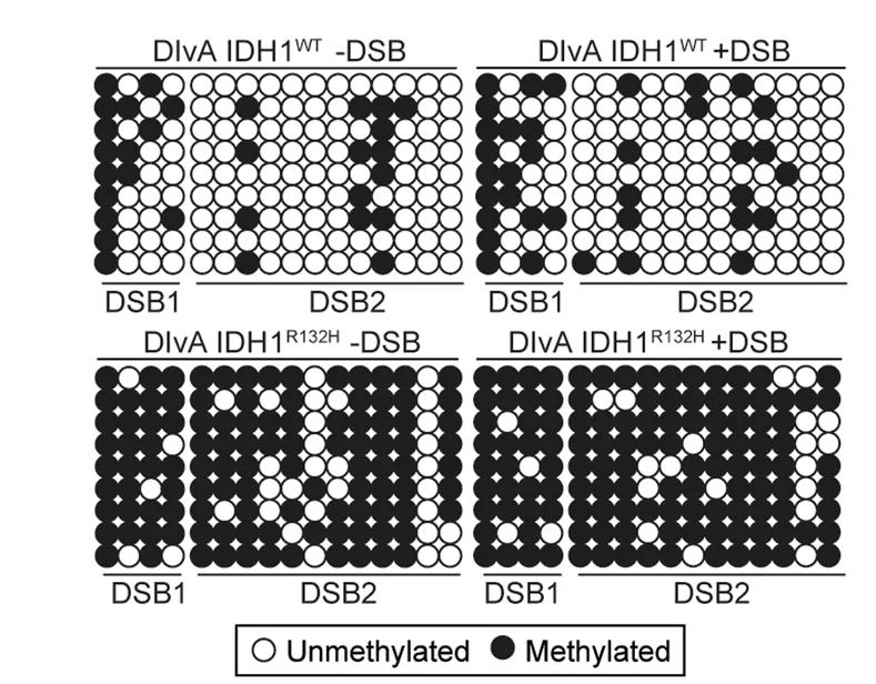 Plot showing: Scatter Plot, Bisulfite PCR, DNA Methylation, CpG Islands, AsiSI Sites