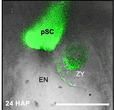 Plot showing: Microscopy, Synergid Cell, Degeneration, GFP Marker, Egg Cell