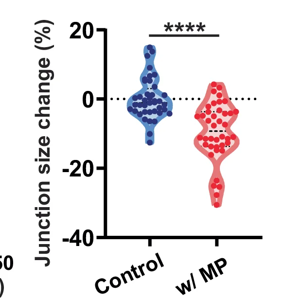 Plot showing: Violin Plot, Junction Length, Macropinocytosis, Quantification, T-Test