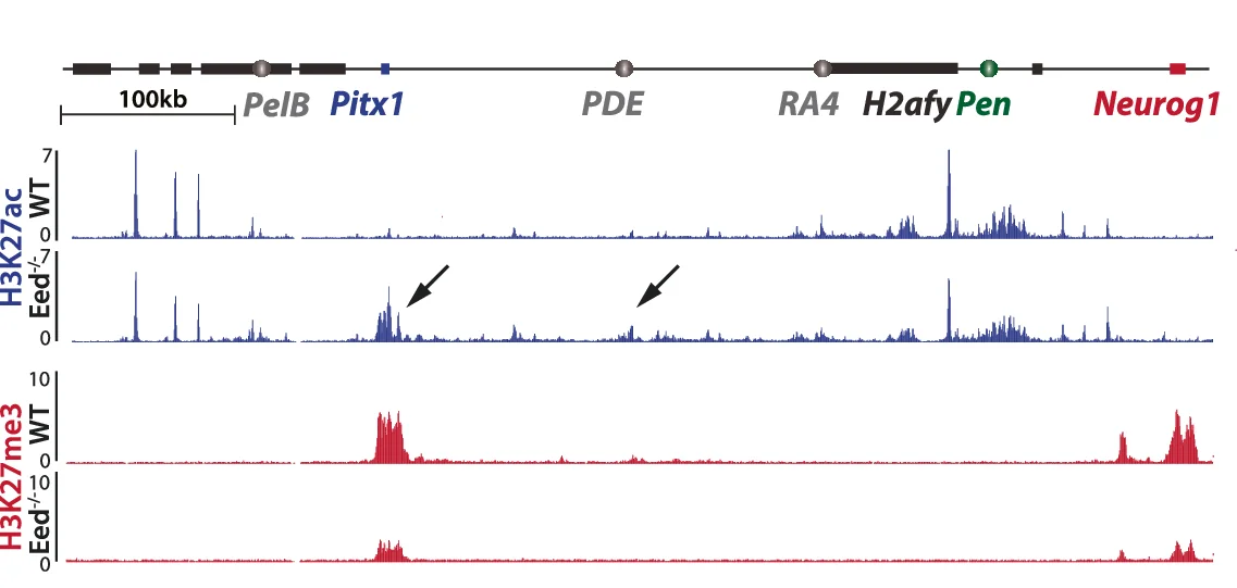 Plot showing: Line Plot, ChIP-seq, Histone Modification, Forelimbs