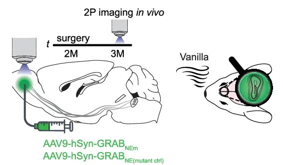 Plot showing: Illustration, Noradrenaline, In vivo, Experimental Setup