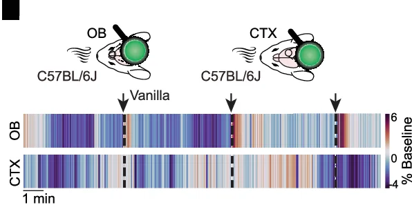 Plot showing: Heatmap, Noradrenaline, Olfactory Bulb, Cortex, C57BL/6 J Mouse