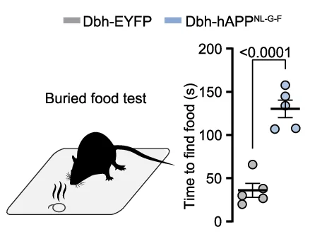 Plot showing: Scatter Plot, Error Bars, Buried Food Test, Dbh-hApp NL-G-F Mice, Dbh-EYFP Mice