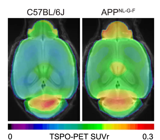 Plot showing: Microscopy, Small Animal, TSPO-PET, Mice, Brain