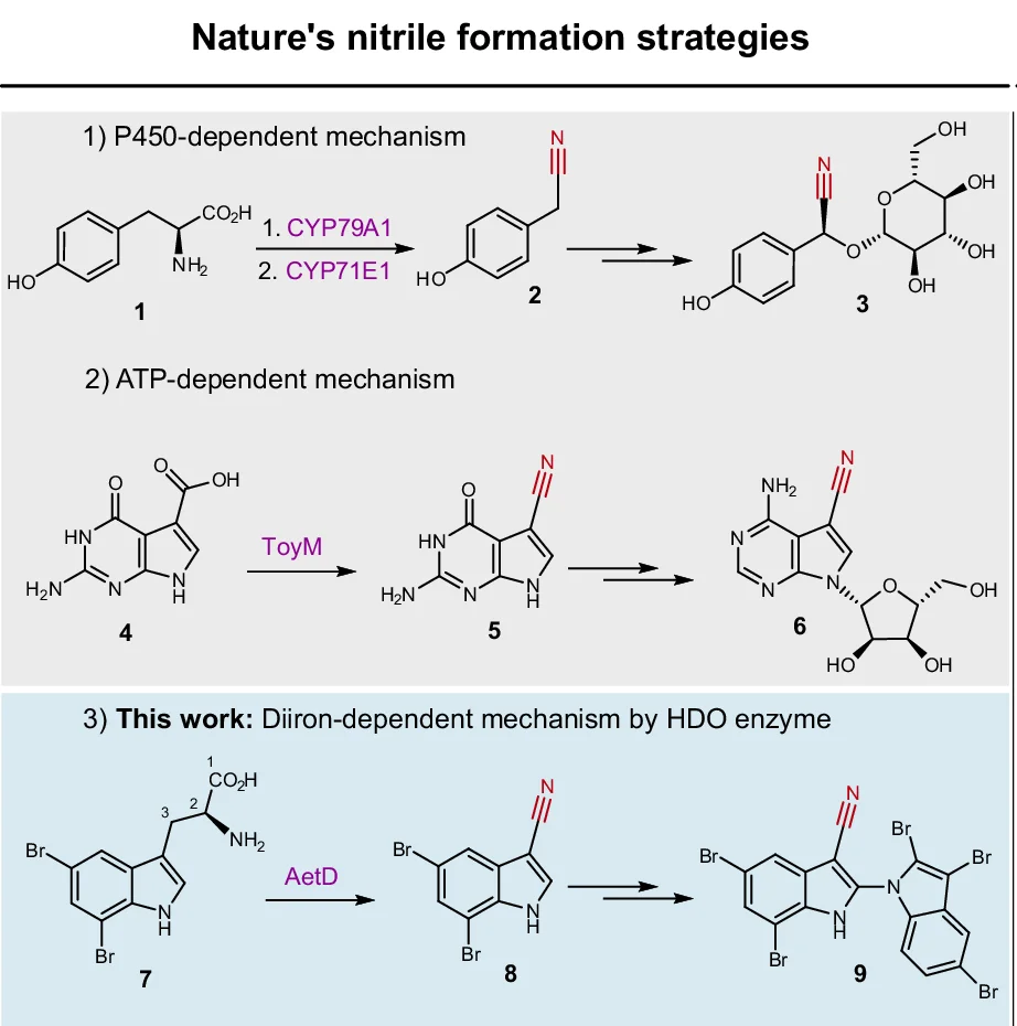 Plot showing: Workflow, Chemical Structure, Nitrile Biosynthetic Enzymes, Cytochrome P450s, Tyrosine
