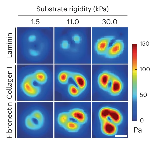 Plot showing: Heatmap, Traction Forces, Rigidity, Substrate Coatings, Color Maps