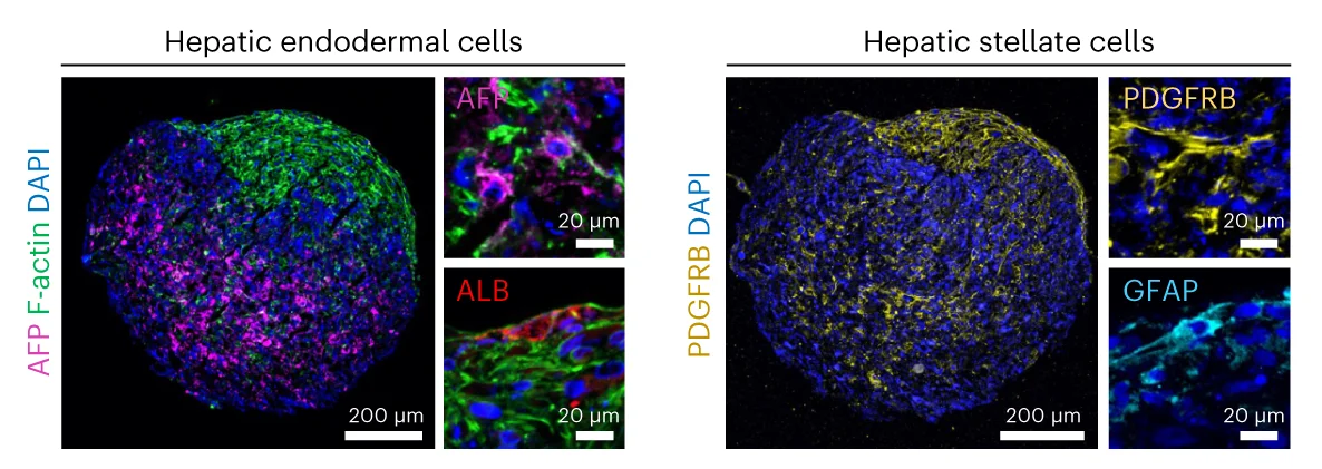 Plot showing: Microscopy, Immunofluorescence, Hepatic Endodermal Cells, Hepatic Stellate Cells, Liver Organoids
