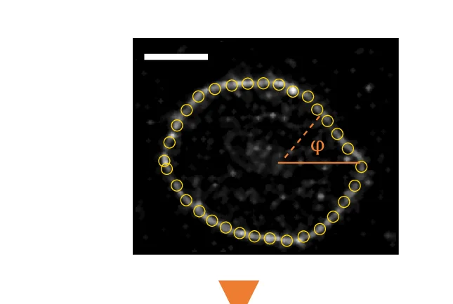 Plot showing: Microscopy, Vesicle, Deformations, Polar Coordinates, Contour